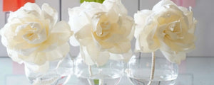 B’s Knees Peony